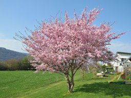 Prunus Accolade